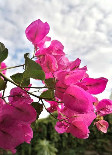 A closeup shot of pink bougainvillea flowers