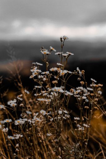 A vertical shot of wild flowers in a field on a cloudy day