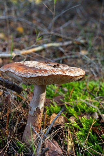 A closeup shot of pearl fungus between leaves and moss