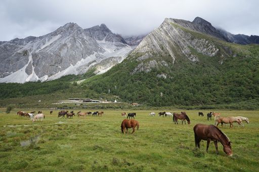 The horses grazing on cloud-capped mountains in the Daocheng Yading National Park, Sichuan, China.