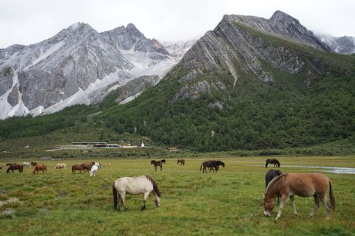 The horses grazing on cloud-capped mountains in the Daocheng Yading National Park, Sichuan, China.