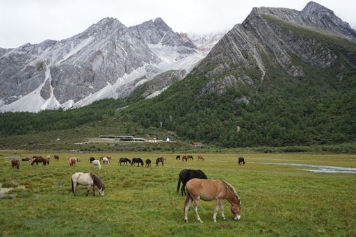 The horses grazing on cloud-capped mountains in the Daocheng Yading National Park, Sichuan, China.