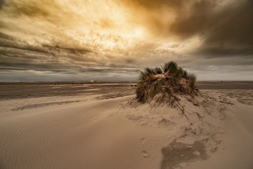 The grass covering the sand on a beach under a cloudy sky during a beautiful sunset