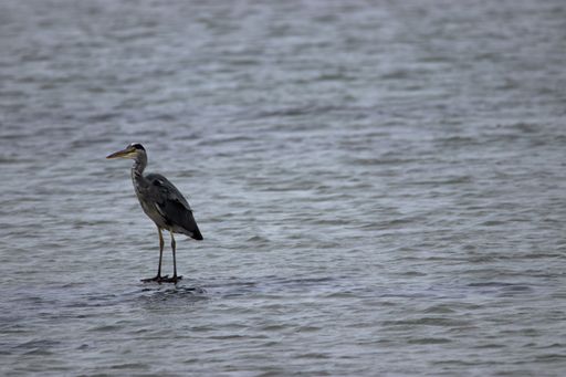 Picture was of a grey heron that was taken in the middle of the day in October. It looks like the bird is standing on water.