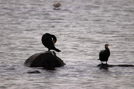 A closeup of two cormorant birds on rocks at a lake