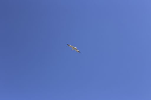 A low angle shot of a gull flying under the sunlight and a blue sky in Barcelona, Spain