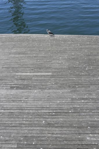 A vertical shot of a gull on a wooden dock surrounded by the sea in Barcelona, Spain