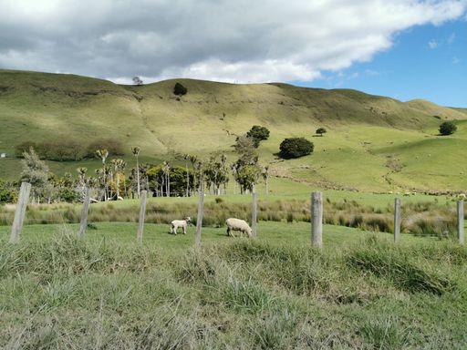 View of hill country with grazing sheep near Tauhoa