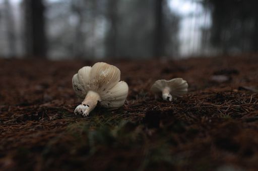 A selective focus shot of mushrooms in a foggy forest