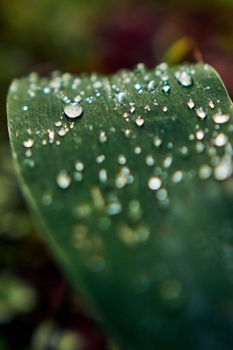 A macro of drops on green leaf with blur background
