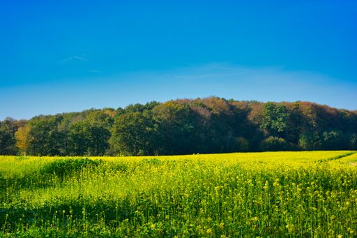 A landscape of a meadow surrounded by the trees under a clear blue sky