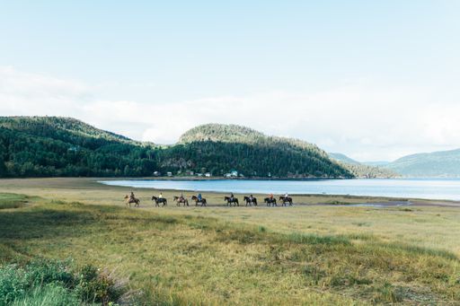 a horses in a beautiful landscape near a lake in Saguenay, Quebec