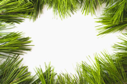 A top view of Christmas tree branches isolated on a white background with space for text