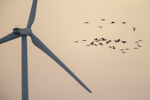 Flock of Common Cranes (Grus grus) fly past to the wind turbine in the sunrise colored sky background, higly vulnerable to collisions.