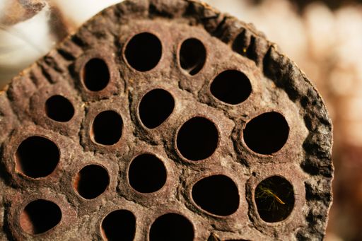 A closeup shot of a dried flower with holes