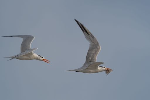 A closeup shot of a Royal turn chasing its friend for a prey on the background of blue sky