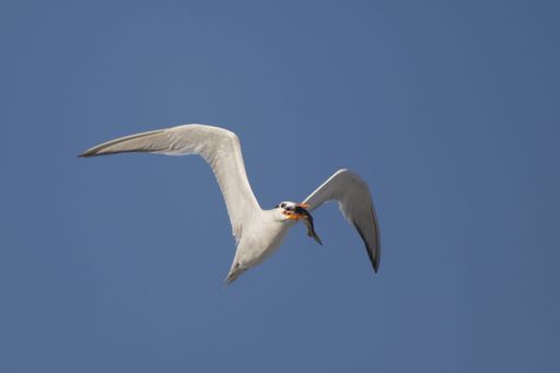 A closeup shot of a Royal turn soaring with wings wide open carrying a prey in its mouth