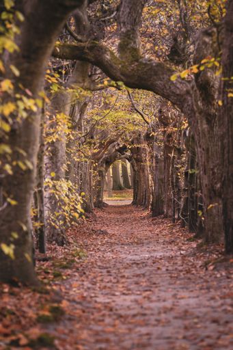 Natural tunnel of "love" formed by old willow, beech and oak tree branches