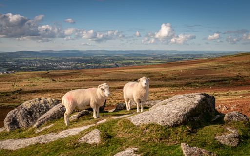 A few sheep on rock formations of Staple Tors Dartmoor, Devon