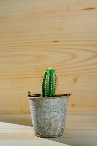 A vertical shot of a cactus in a silver bucket pot with a wooden background