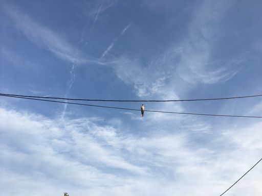 One lonely dove standing on an electrical cord with the blue sky and clouds in the background.