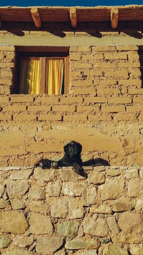 A vertical shot of a street dog resting under the sun