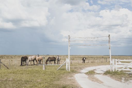 A herd of horses in a farmland in Buenos Aires