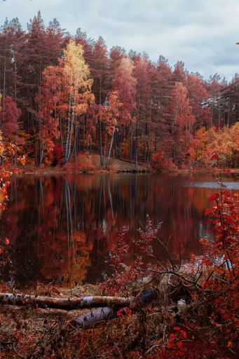 A beautiful scenery of a lake surrounded by trees with autumn colors