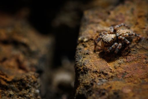 a closeup of a spider crawling on a brown surface