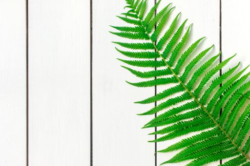 A high angle shot of a fern plant on a white wooden surface