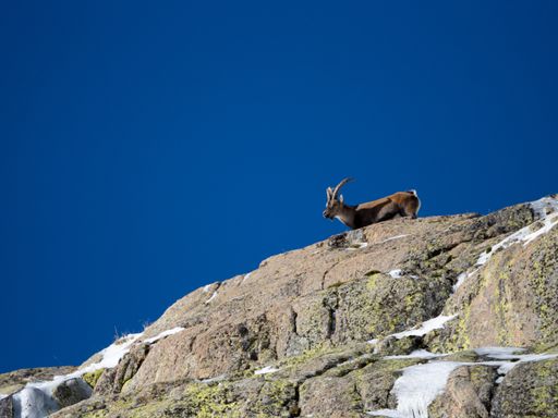A low angle shot of a horned goat looking out over a rocky mountain