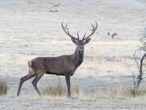 A brown stag deer with antlers on a field