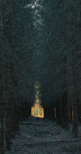 A vertical shot of the breathtaking tall trees in the jungle