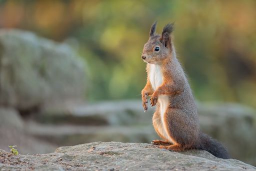 A selective focus of a red squirrel sitting on the stone with blurred background