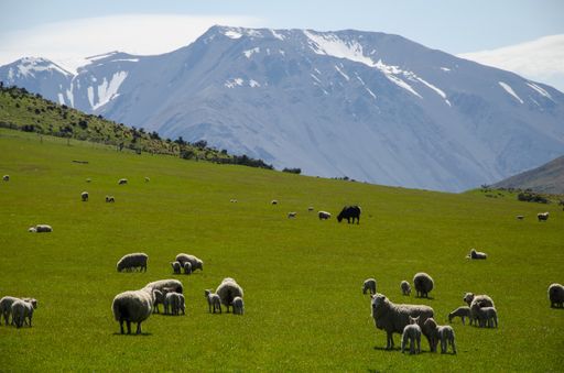 A heard of sheep in a meadow in New Zealand