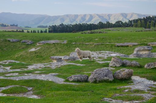 The breathtaking view of a sheep in Elephant Rocks, New Zealand