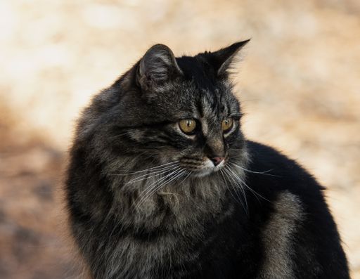 A closeup shot of a cute black domestic long-haired cat with blurred background