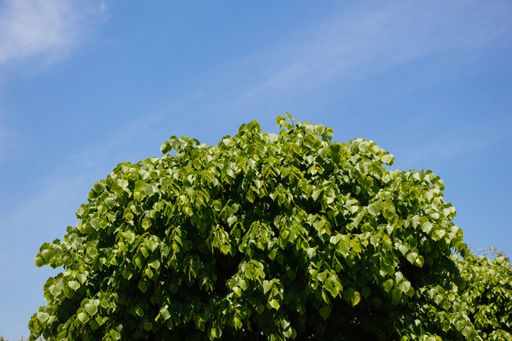 A low angle shot of a green tree against the blue sky