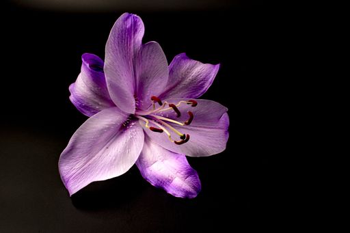 A closeup shot of purple lily flower on dark background