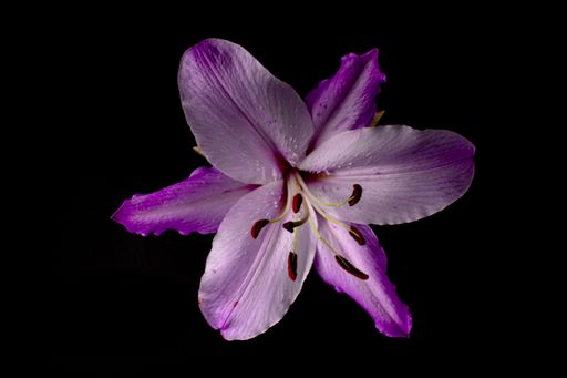 A closeup shot of purple lily flower on dark background