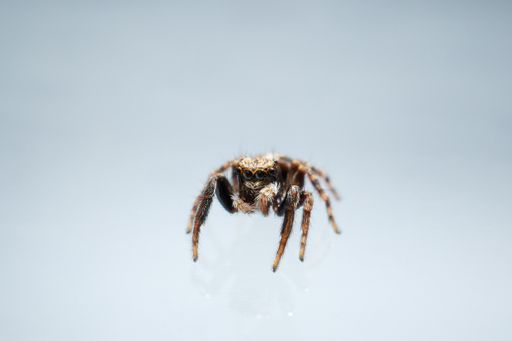 A brown spider isolated on a white background