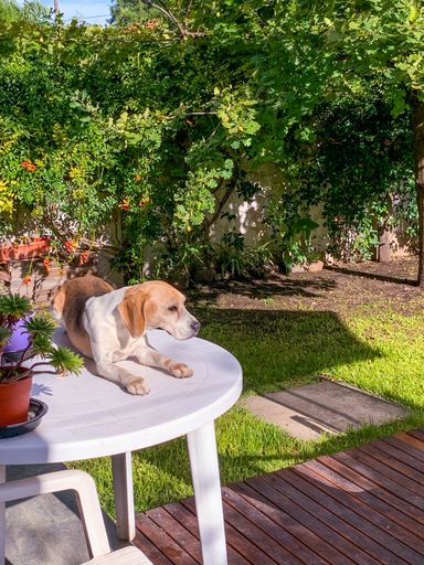 A vertical shot of an adorable Beagle on a table in a garden under the sunlight