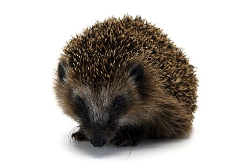 A closeup shot of hedgehog on white background