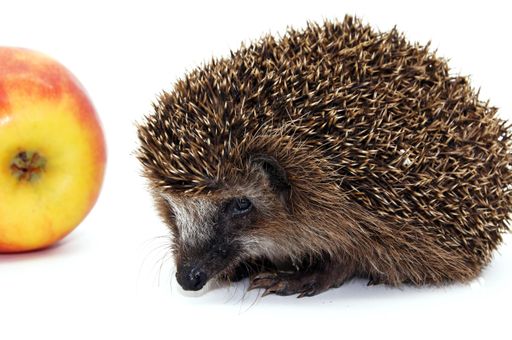 A closeup shot of hedgehog and apple on white background