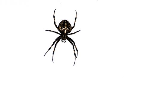 A closeup shot of a beautiful cross spider isolated on white background