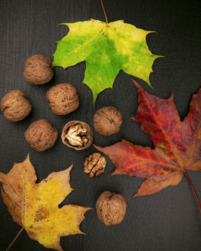 A flat lay shot of colorful autumn leaves and walnuts on a dark background
