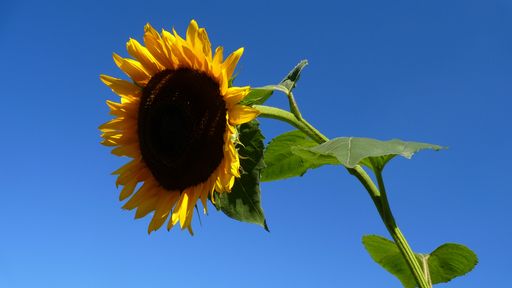 A low angle shot of a sunflower isolated on a blue background