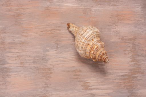 A high angle shot of a seashell on a wooden surface
