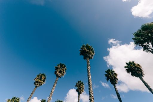 A low angle shot of palm trees under the cloudy sky