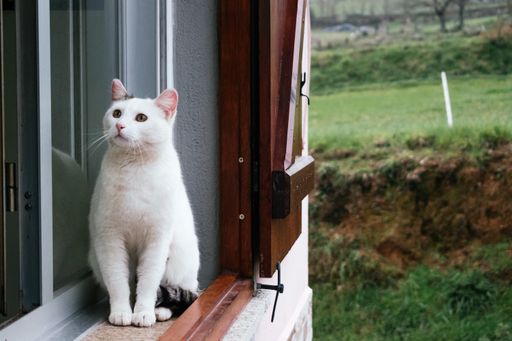 A closeup shot of a white cat sitting on a house window